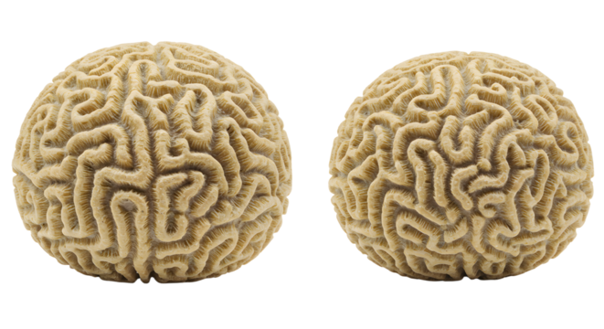 Close-up view of two brain corals isolated on white background, detailed marine life texture perfect for ocean and underwater themes