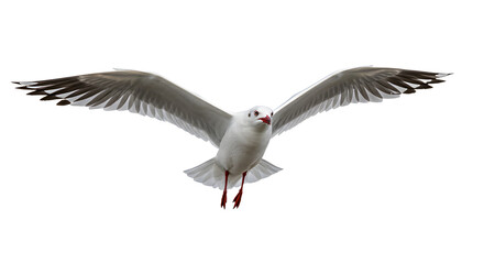 Fototapeta premium Seagull flying with wings fully spread isolated on white background, perfect for wildlife and nature projects
