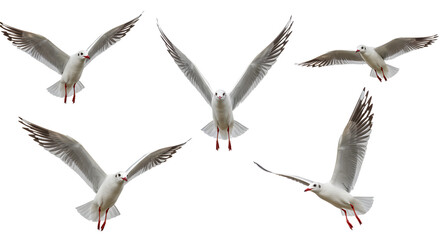 Five seagulls in flight isolated on white background, marine birds spreading wings, perfect for wildlife and nature projects