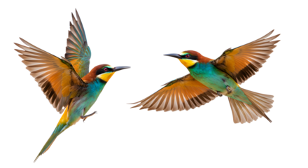 Two European bee-eaters flying with colorful plumage isolated on white background, perfect for wildlife and birdwatching projects