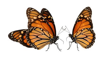 Fototapeta premium Two monarch butterflies facing each other with bright orange and black wings isolated on white background, perfect for nature or wildlife projects