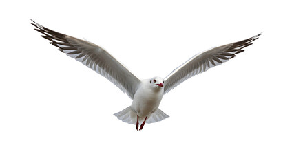 Fototapeta premium Seagull in flight with wings spread wide against a transparent background, perfect for wildlife and nature projects