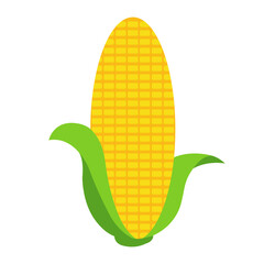 Corn Illustration