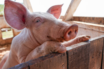 Chancho en el chiquero / Pig in the pigsty