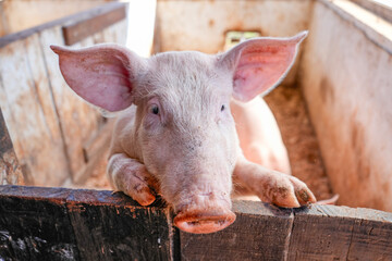 Chancho en el chiquero / Pig in the pigsty