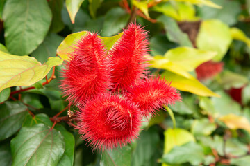 Bixa Orellana - Annatto Bush Loaded And Ready For Harvest