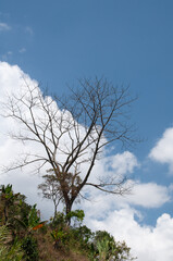 Leafless Tree Branches Against A Blue Sky