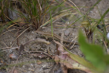 Agile lizard on the ground among forest nature