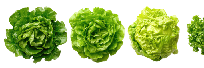 Four heads of vibrant green lettuce, isolated row display