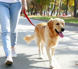 公園で犬の簿散歩をする女性