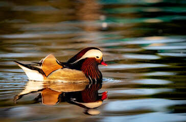 Colorful Mandarin duck drake in the water with light reflections off the surface