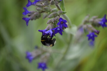 Bee collecting nectar from common vipers bugloss flower close up