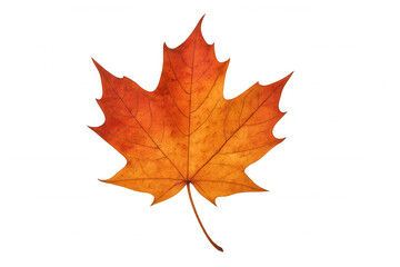 Fototapeta premium Orange and red maple tree leaf, showing autumn season color and foliage, on transparent background