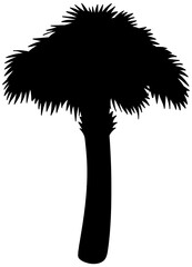 Sabal Palm Tree Silhouette Vector Shadow Illustration