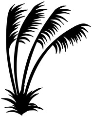 Cortaderia Jubata Silhouette Vector Shadow Illustration