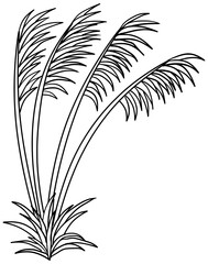 Cortaderia Jubata Grain Plant Vector Outline Line Art Drawing