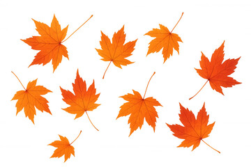 Fototapeta premium Falling autumn maple leaves with vibrant orange and red colors, symbolizing season change, on transparent background