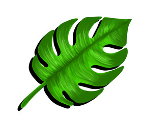 green leaf isolated on white