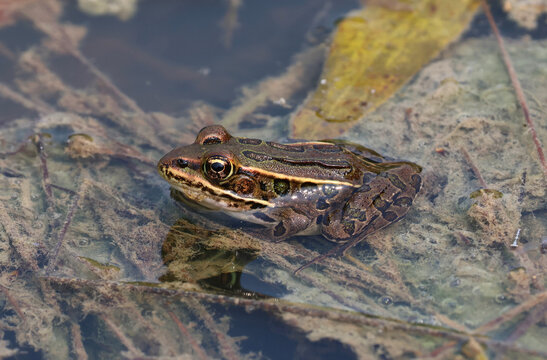 A Brown Northern Leopard Frog (Lithobates pipiens) sitting in a pond in Waterloo, Ontario, Canada.