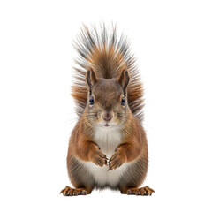 Fototapeta premium Red Squirrel with bushy tail and front paws clasped, isolated on white or transparent background. PNG