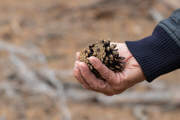 Man picking spruce cones in autumn forest.