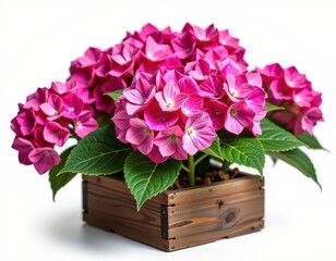 Vibrant pink hydrangea blooms in a rustic square wooden planter, isolated on white, pot, container, botany