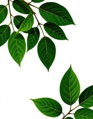 Fototapeta premium Vibrant green leaves isolated on a pure white background, perfect for design projects and nature-themed compositions, macro, plant, leaves
