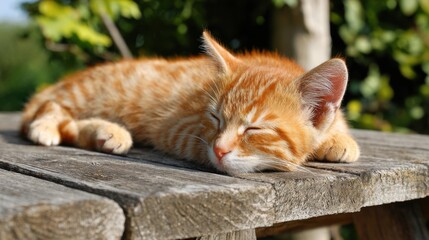 An orange kitten is curled up on a wooden table enjoying a sunny afternoon nap surrounded by greenery.