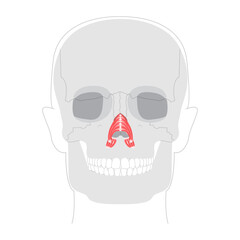 Nasalis transverse alar part - Nasal muscle section compressing nostrils, depicted in detailed chart key in nasal function, medical education, and anatomical study.
