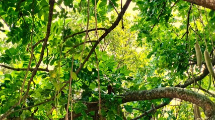 lush tree branches with green leaves, landscape