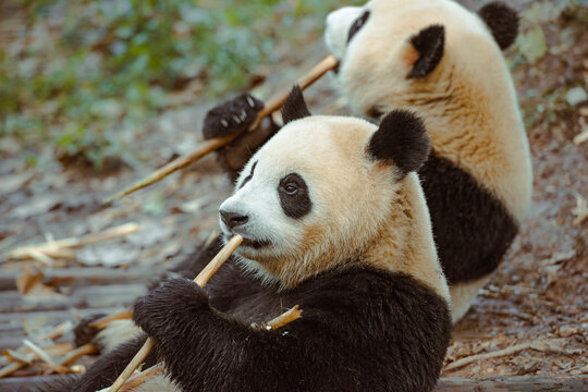 Two pandas are chewing on bamboo shoots at the Chengdu Research Base of Giant Panda Breeding in Chengdu, China.