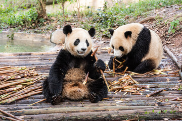 Fototapeta premium Two pandas are chewing on bamboo shoots at the Chengdu Research Base of Giant Panda Breeding in Chengdu, China.