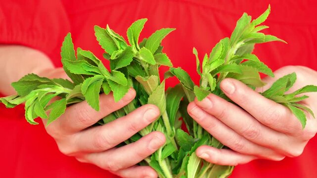 Stevia Sprigs Held in Hands on Red. Natural sweet grass.Natural dietary sweetener. Alternative Low Calorie Vegetable Sweetener. 4k footage