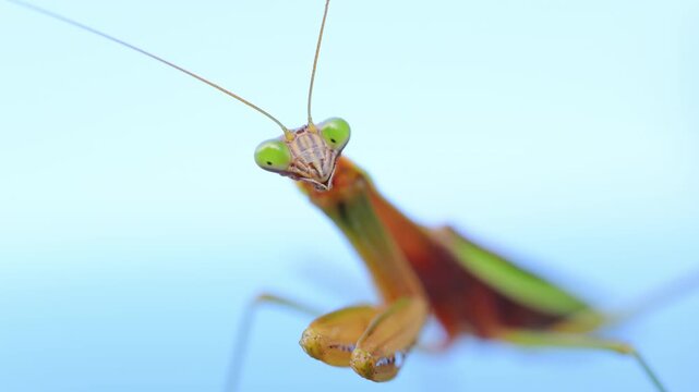 Closeup view of praying mantis head and rolling eyes on blue background. Insect elongated body, folded forelegs, triangle head with green eyes and visible antennae. 