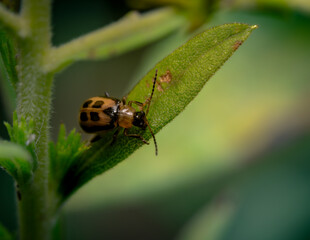 Fototapeta premium Close Up Of A Small Brown Beetle On A Green Leaf In Macro Detail