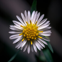 Obraz premium Close-Up Of White Daisy Flower With Yellow Center On Green Stem