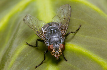 Macro Shot of a House Fly on a Green Leaf with Detailed Wings and Red Eyes