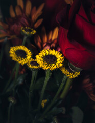 A bouquet of zinnia flowers in intense orange and yellow colors