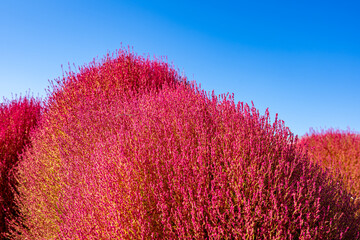 真っ赤に色づいたコキアと青空