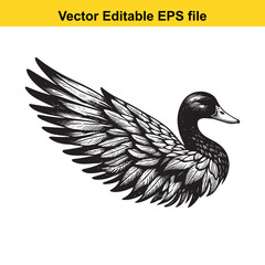 Vector art of detailed black and white illustration of a duck with spread wings, , vector editable eps file