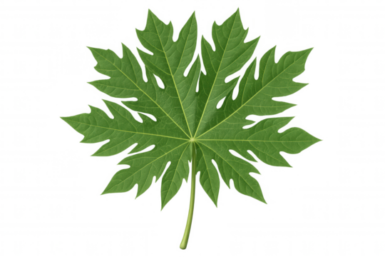Papaya leaf presenting green natural tropical botany with fresh foliage and distinctive palmately lobed shape