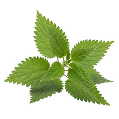 Green Stinging Nettle Plant Leaves, isolated on white or transparent background. PNG