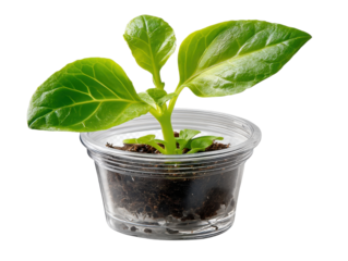 A Sprout's Journey: A verdant seedling emerges, cradled within a clear, transparent container filled with fertile soil, symbolizing growth and new beginnings.
