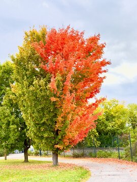 Colourful trees in the fall season
