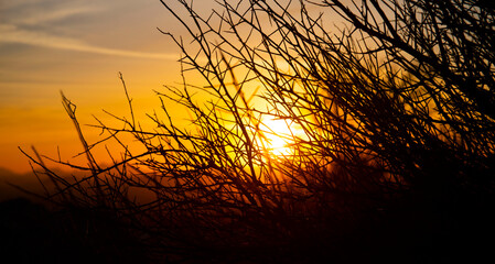 Obraz premium An autumn sunset paints the landscape with beautiful silhouettes of bare trees and plants.