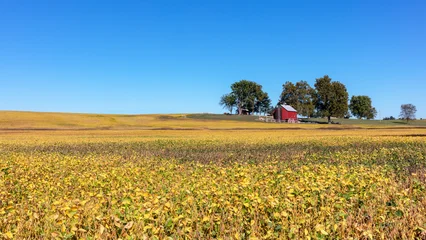 Fotobehang Honing Landscape with a red barn and trees at the top of a hill covered with a yellow crop of  soybean plants under a cloudless blue sky in rural Missouri   © Patrick Rolands