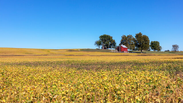 Landscape with a red barn and trees at the top of a hill covered with a yellow crop of  soybean plants under a cloudless blue sky in rural Missouri 