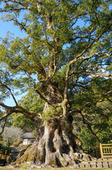 Fototapeta premium 日本一の巨樹が鎮座する蒲生八幡神社の楠老木
