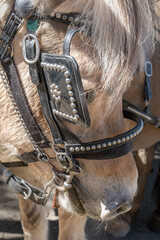 Draft Horse Portrait