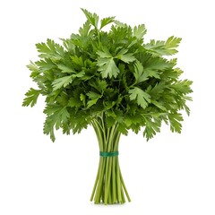 Bunch of fresh green parsley tied with green band herb